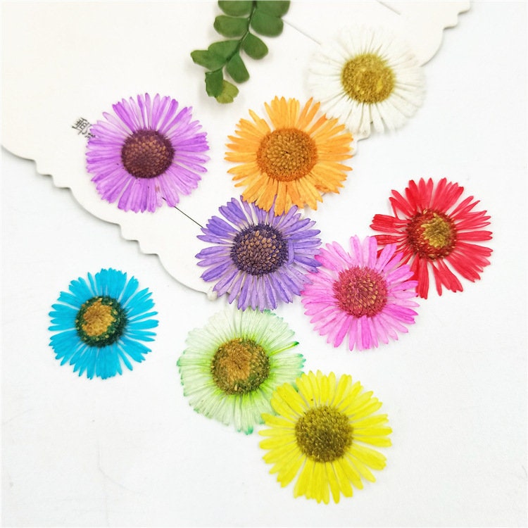 Red Pressed Needle Chrysanthemum Flowers: Craft Supply (12 PCS)