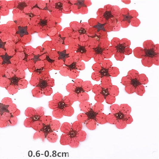 Red Dried Flowers: 100 PCS Pressed Flower Set, DIY Plant Specimens