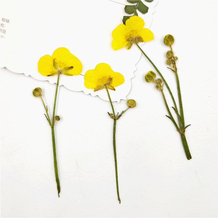Real Dried Yellow Buttercup Flowers, Pressed Flower Set (6 PCS)