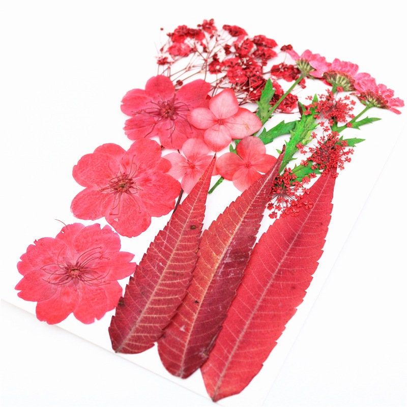 Red Pressed Flowers: Natural Dried Flower Set (16-18 PCS)