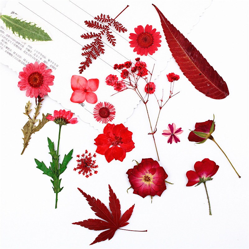 Red Pressed Flowers: Natural Dried Flower Set (16-18 PCS)