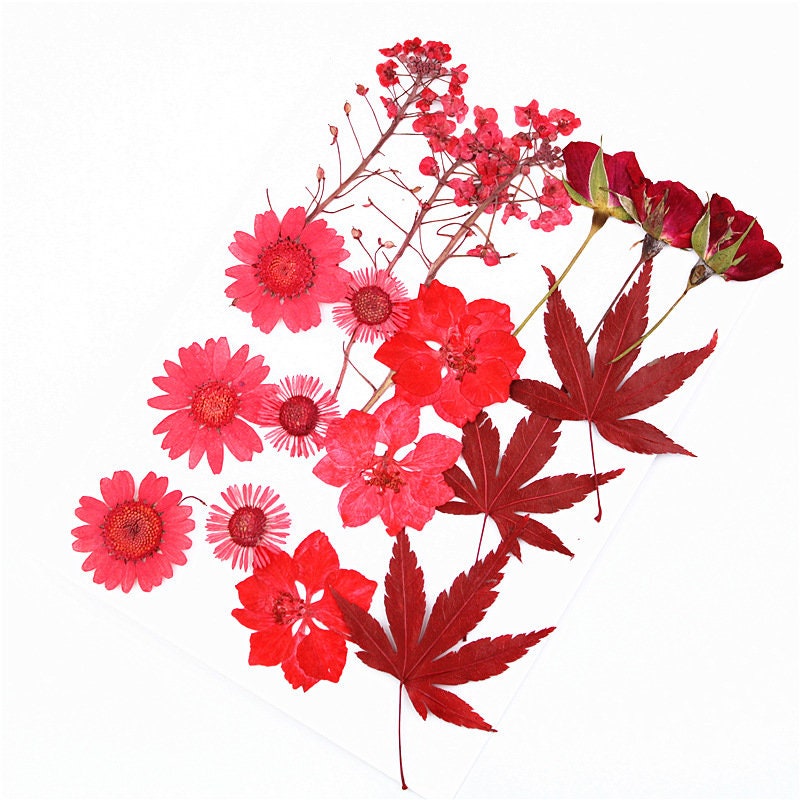 Red Pressed Flowers: Natural Dried Flower Set (16-18 PCS)