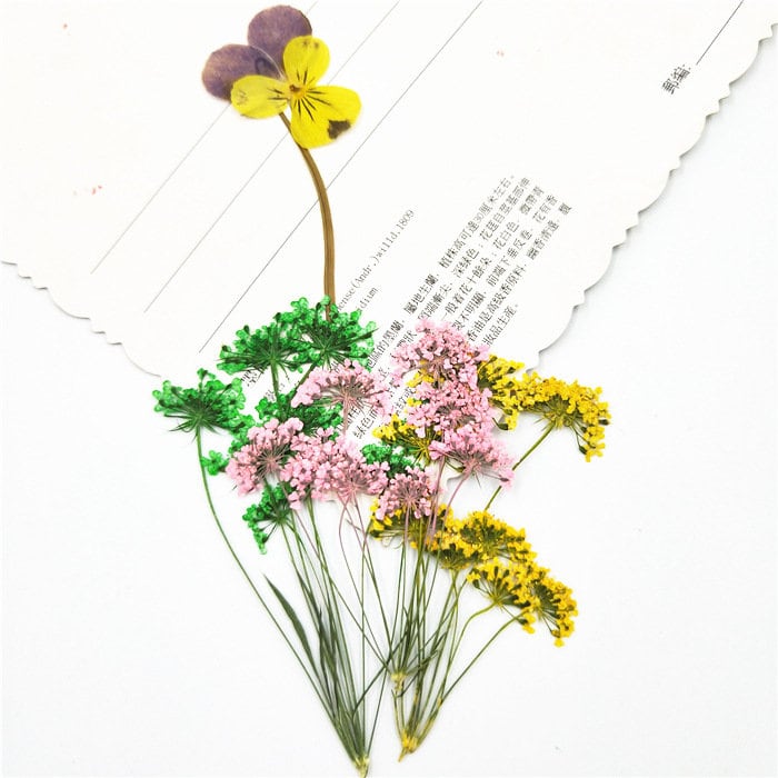Assorted Pressed Flowers: Colorful Lace Flowers, Valentine Gift (6 PCS)