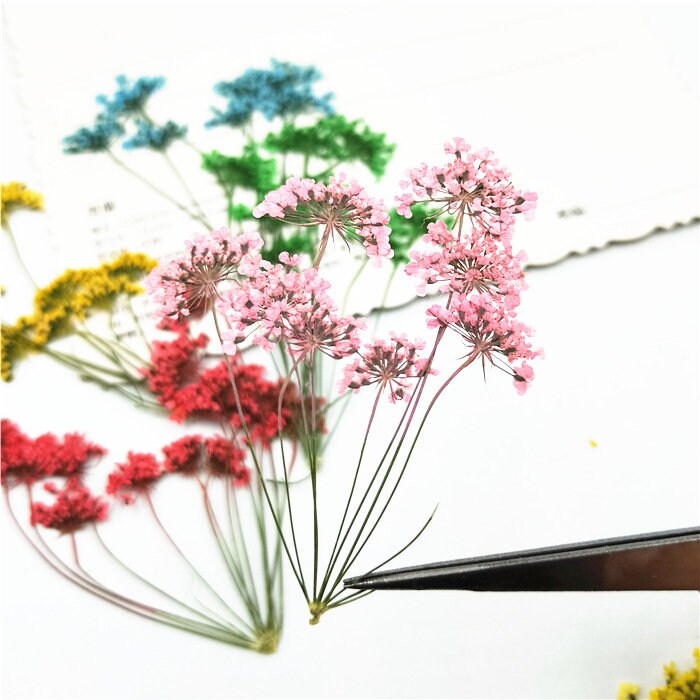Assorted Pressed Lace Flowers: Red, Purple, Yellow - 6 PCS