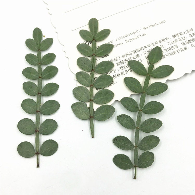 Dried Pepper Tree Leaves 12PCS, Pressed Botanicals, Village Craft (4-6cm)