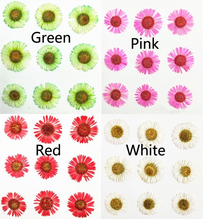 Red Pressed Needle Chrysanthemum Flowers: Craft Supply (12 PCS)