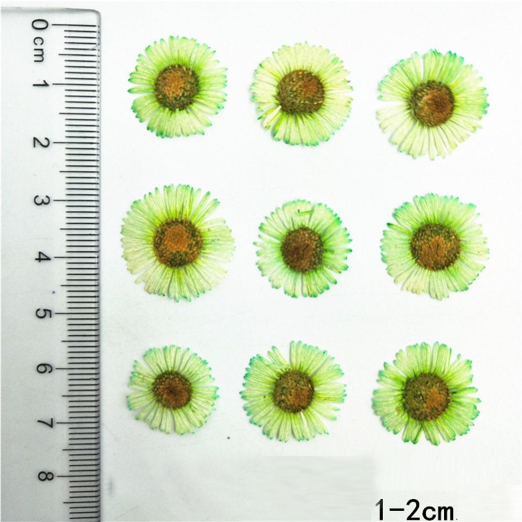Red Pressed Needle Chrysanthemum Flowers: Craft Supply (12 PCS)