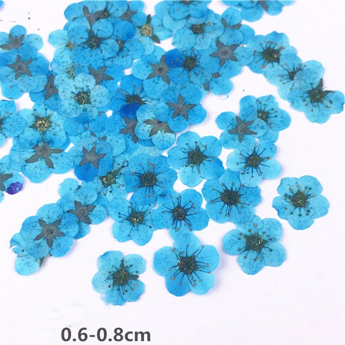 Set of 100 PCS,Blue Narcissus, manicure dried flower, Pressed Flat Flowers,embossed plant specimen,dried flower petals,children's manual DIY