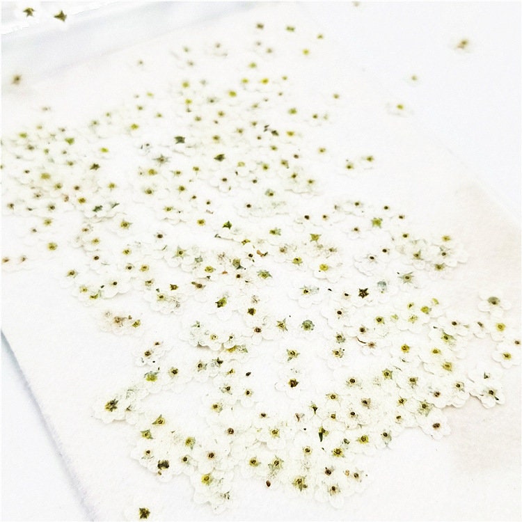 Set of 20 PCS,Pressed forget me nots,Blue forget me nots dried flower,Pressed Flat Flowers,dried flower petals,Small dried blue flowers