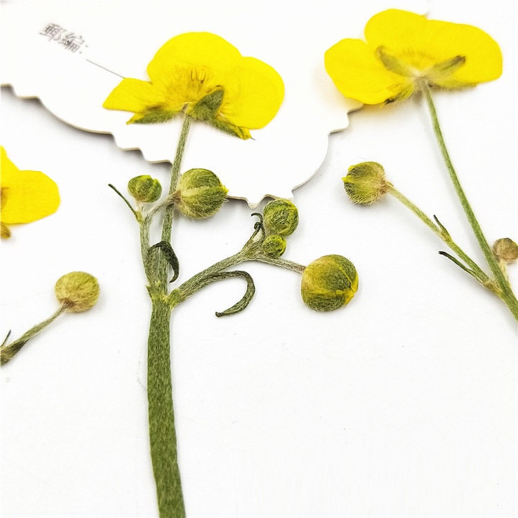 Real Dried Yellow Buttercup Flowers, Pressed Flower Set (6 PCS)