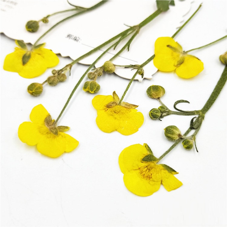 Real Dried Yellow Buttercup Flowers, Pressed Flower Set (6 PCS)