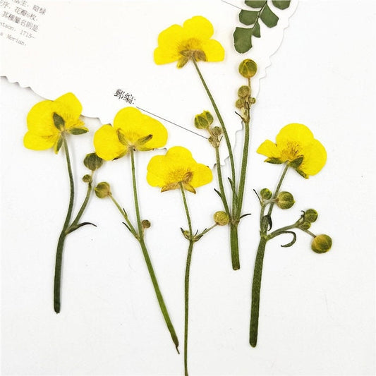 Real Dried Yellow Buttercup Flowers, Pressed Flower Set (6 PCS)