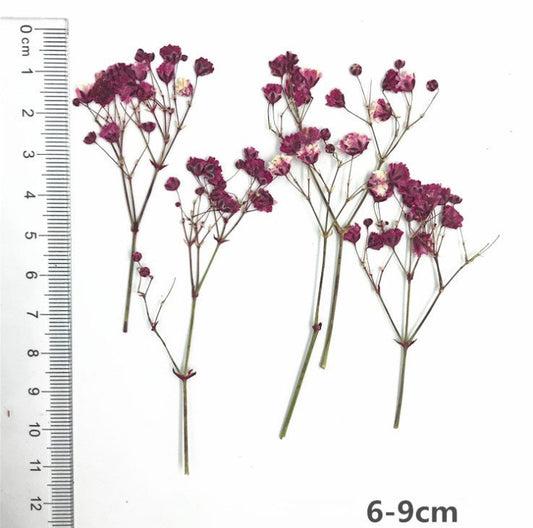 Purple Pressed Flowers: Resin Crafts, Paper Crafts - 8 PCS