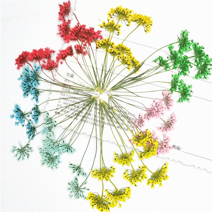 Assorted Pressed Flowers: Colorful Lace Flowers, Valentine Gift (6 PCS)