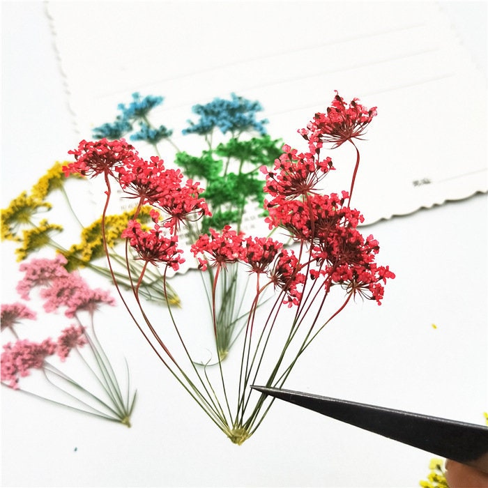 Assorted Pressed Flowers: Colorful Lace Flowers, Valentine Gift (6 PCS)