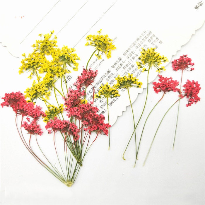 Assorted Pressed Flowers: Colorful Lace Flowers, Valentine Gift (6 PCS)