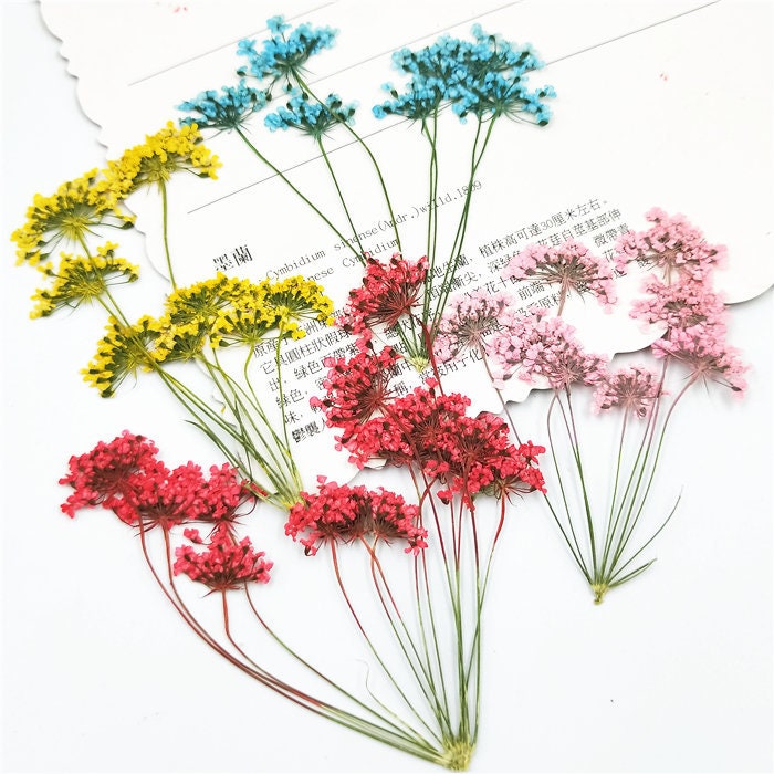 Assorted Pressed Flowers: Colorful Lace Flowers, Valentine Gift (6 PCS)