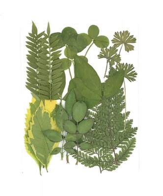 Real Pressed Green Leaves: Floral Resin Craft Supply (20 PCS)