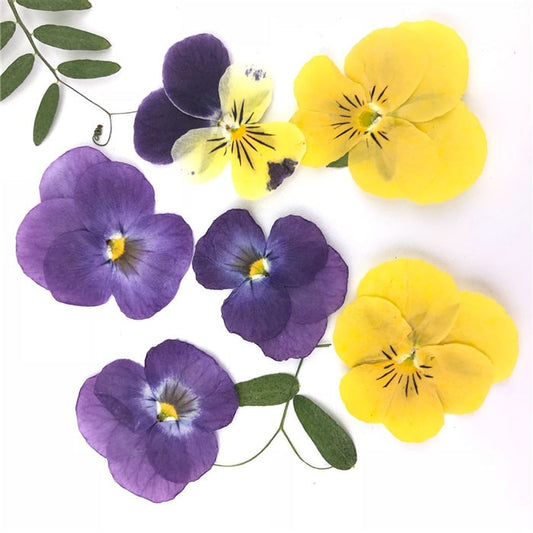 12 PCS Pressed Flowers: Purple, White & Yellow Hydrangeas for Resin Crafts dry flower,Pressed flowers