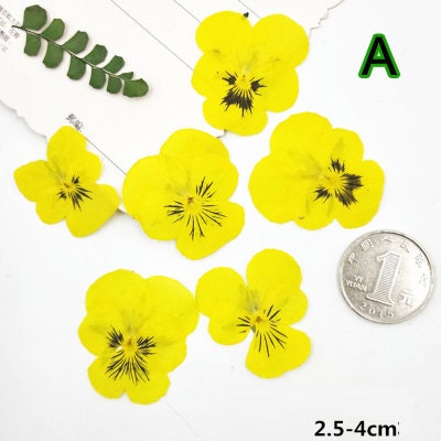 12 PCS Pressed Flowers: Purple, White & Yellow Hydrangeas for Resin Crafts dry flower,Pressed flowers