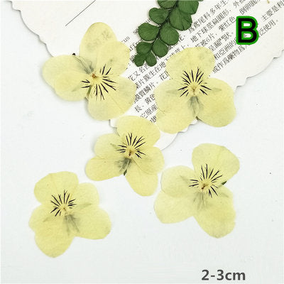 12 PCS Pressed Flowers: Purple, White & Yellow Hydrangeas for Resin Crafts dry flower,Pressed flowers