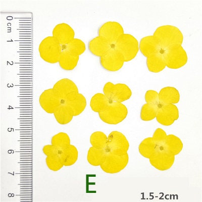 Pressed Hydrangea Flowers: Colorful Resin Art Supplies (12 PCS)