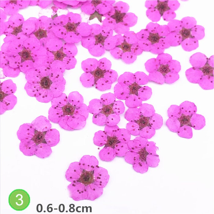 Pressed Flowers, Bulk Dried Flat Flowers, Resin Crafts, Art (20 PCS)