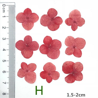 Pressed Hydrangea Flowers: Colorful Resin Art Supplies (12 PCS)