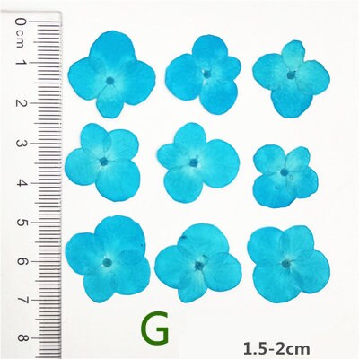 Pressed Hydrangea Flowers: Colorful Resin Art Supplies (12 PCS)