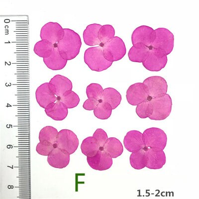 Pressed Hydrangea Flowers: Colorful Resin Art Supplies (12 PCS)