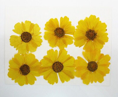 12 PCS Pressed Chrysanthemum Flowers: Real Dried Floral Petals
