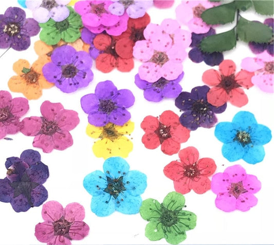 Pressed Flowers, Bulk Dried Flat Flowers, Resin Crafts, Art (20 PCS)