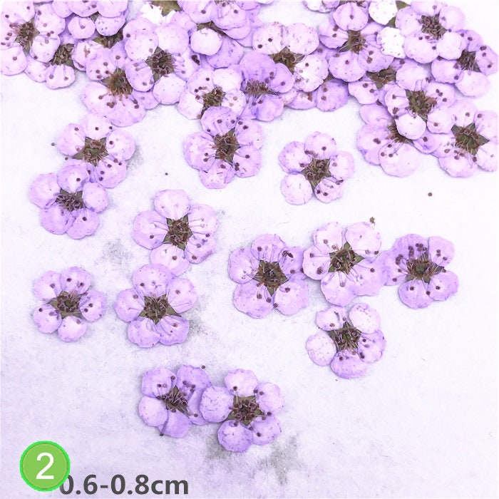 20 PCS Pressed Flowers, Pink Purple Red Dried Flowers, Resin Crafts