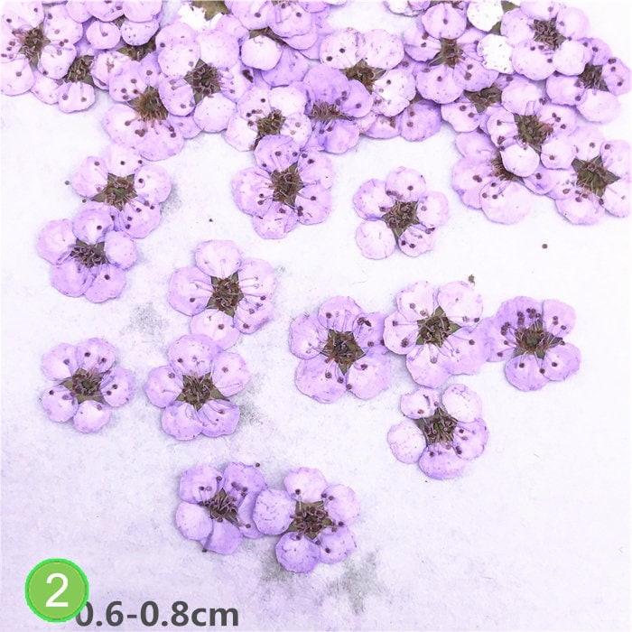 Pressed Flowers, Bulk Dried Flat Flowers, Resin Crafts, Art (20 PCS)