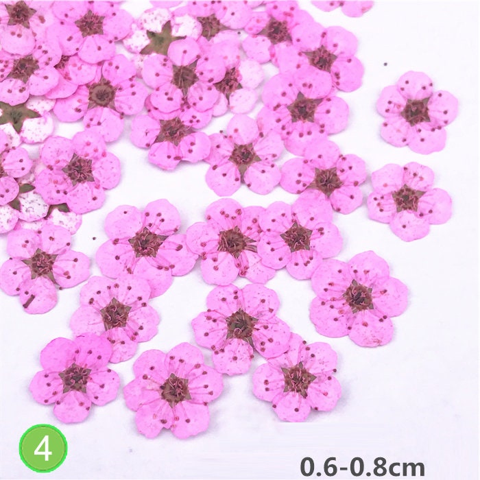 Pressed Flowers, Bulk Dried Flat Flowers, Resin Crafts, Art (20 PCS)