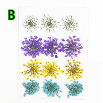 10 Pressed Lace Flowers, Colorful Flat Dried Flowers (1.5-2.5cm)