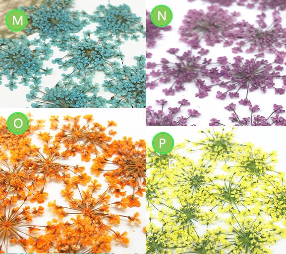 Orange Dried Lace Flowers - Pressed Floral Embellishments (10 PCS)