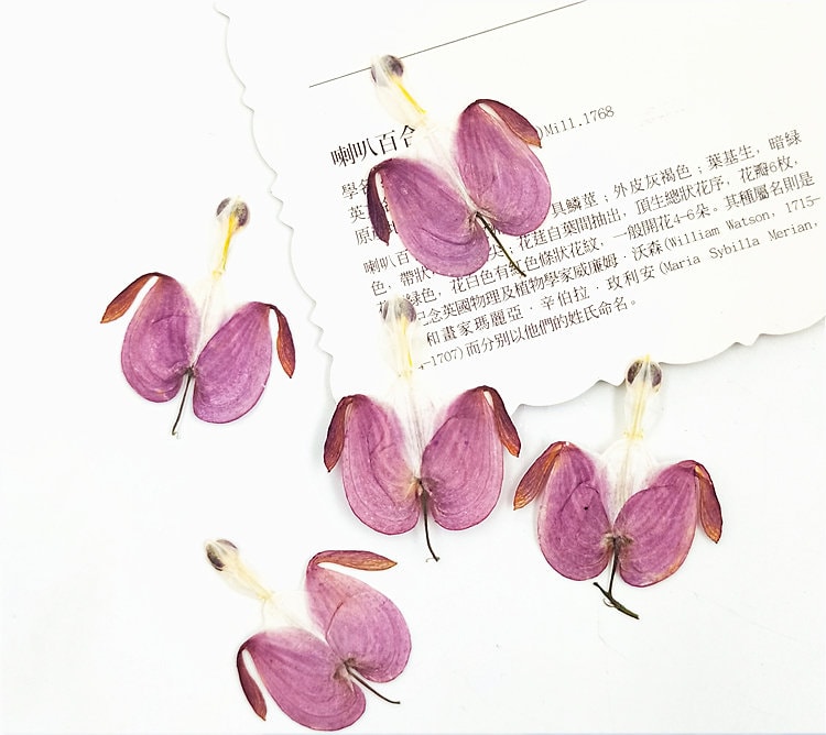 12 Purple Pressed Flowers, Real Dried Floral, Bulk Dry Petals
