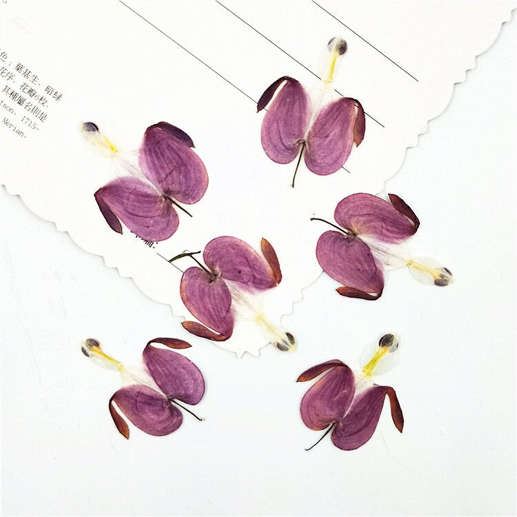 12 Purple Pressed Flowers, Real Dried Floral, Bulk Dry Petals