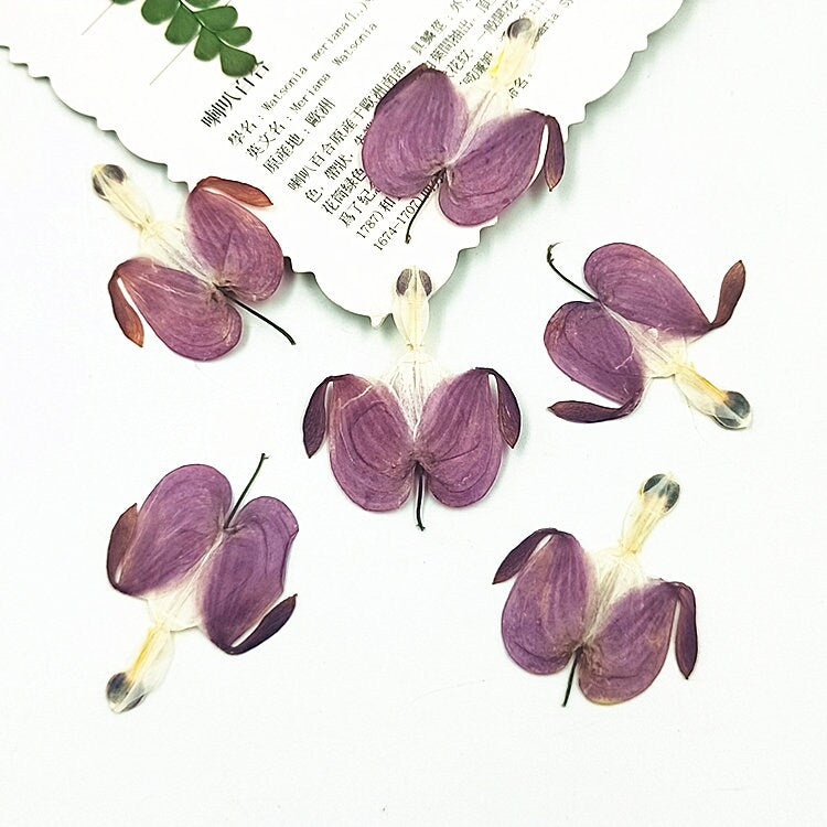 12 Purple Pressed Flowers, Real Dried Floral, Bulk Dry Petals