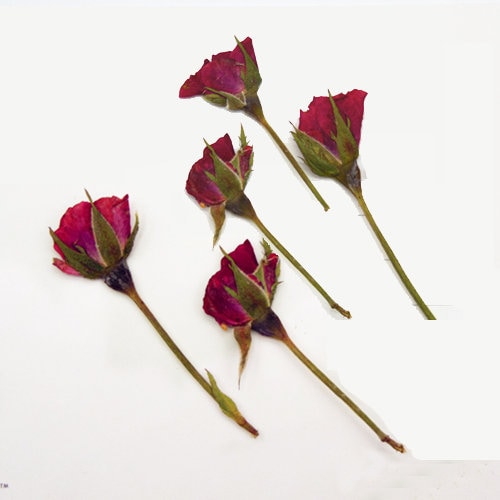 Pressed Red Rose Buds: Real Dried Flowers (6 PCS)