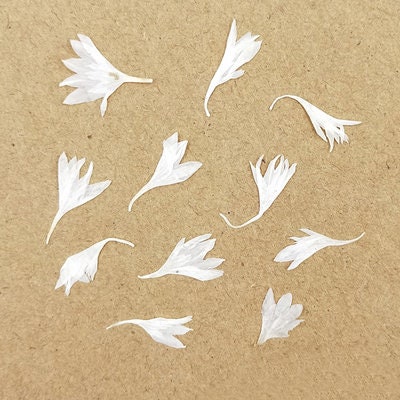 20 PCS Bulk Pressed Flowers: Real Dried Flowers for Resin Art