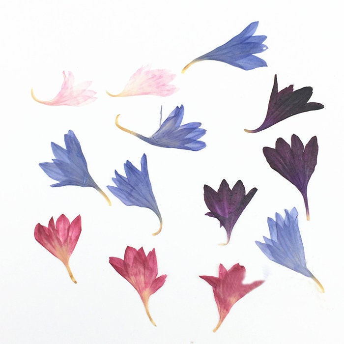 20 PCS Bulk Pressed Flowers: Real Dried Flowers for Resin Art