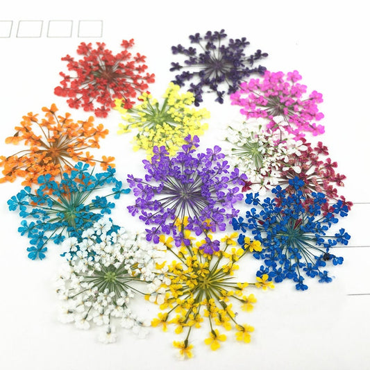 10 Pressed Lace Flowers, Colorful Flat Dried Flowers (1.5-2.5cm)