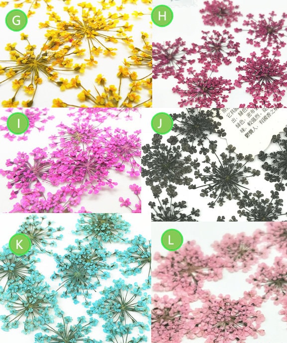 10 Red Lace Dried Flowers, Pressed Flat Flowers (2-3cm)