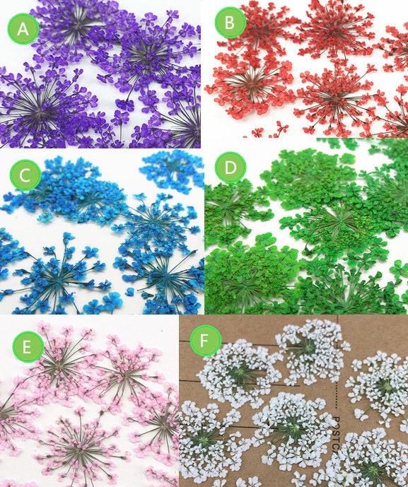 Yellow Dried Lace Flowers: Pressed Floral Embellishments (10 PCS/pack)