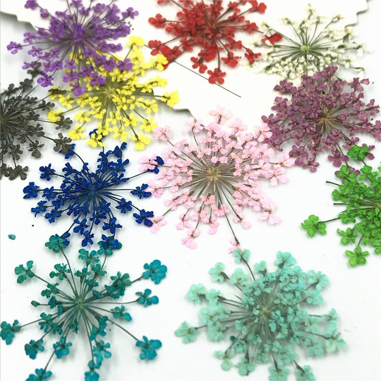 Set of 10 PCS, dried flower, dried flower,Pressed Flat Flowers,embossed plant specimen,dried flower petals,dry Lace flower (1.5-2.5cm)