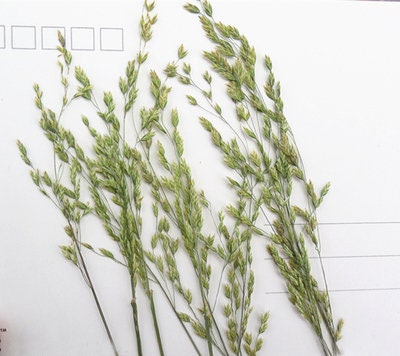 Pressed Dried Grass: Natural Assortment for Resin Crafts (12 PCS)