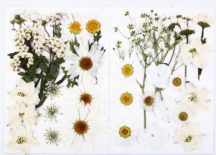 White Pressed Flowers (18 PCS): Dried Floral Resin Art Supplies