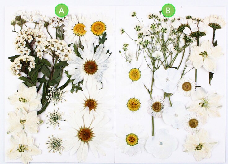 White Pressed Flowers (18 PCS): Dried Floral Resin Art Supplies